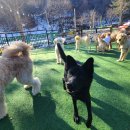 도그파크랜드 이미지