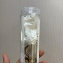 코코팜님 간단하게 식물 후기 남깁니다