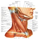 [김선애CST-Brain연구소] 두개골의 움직임과 측두하악 관절(TMJ) 장애 이미지