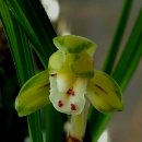 엄지공주 이미지