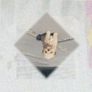 백신농장 | 철원 애견분양 1년 전 리트리버입양 결심한 이유 (feat. 숲속농장)