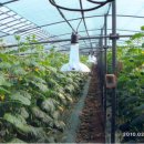 포두농장 이미지