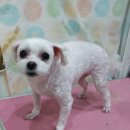 오렌지독하우스 이미지