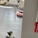 동물보육원 이미지