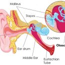 덴마크보청기 이미지