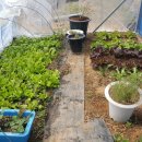 꿈에정원 이미지