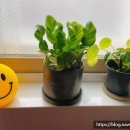 주식회사 해피스마일 이미지