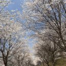 가평-북면 간 자전거도로 | 가평 에덴 벚꽃축제 주차 후기 서울 경기 근교 벚꽃 명소 데이트 코스 가족 나들이