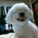 못된강아지 이미지