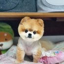 윤애견미용 이미지