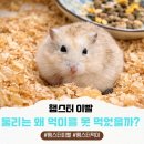 유명동물병원 | 군산 햄스터 먹이를 못 먹는 이유 이빨 치료 후기 (논산 인근 동물병원)