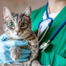 강원동물병원 이미지