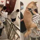 망토 두른 강아지 이미지