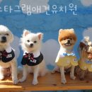 웅상초등학교 | 양산 애견호텔 멍스타그램애견유치원 사용자리뷰 영업시간 위치