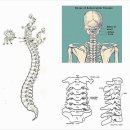 어깨 등 결리면 목디스크? 이미지