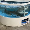 청운약국 | 청주방어 포장 후기 — 신선함 그대로, 집에서 즐기는 복대동횟집 청운수산활어직판장