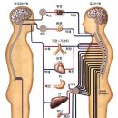 자율신경계 이미지