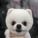 퍼피몽몽 이미지