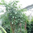 행복나무 이미지