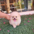 꽃보다강아지 이미지