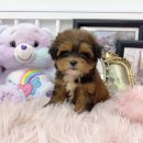 몽몽아 강아지분양 남양주본점 | 남양주강아지분양 이쁘다는 몽몽아