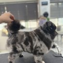 [국비과정][10/6] 캘리그라피 입문_ 오후반 | 내일배움카드로 반려견스타일리스트 3급 따는 법 - 평일 오후반 완벽 가이드