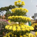 천만송이 국화축제-익산 중앙체육공원 이미지