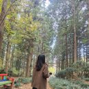 장흥 산벚나무길 | 11월 4일5일 전라도 여행/4일차는 장흥에서 순창으로