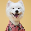 꽃보다 Dog 이미지