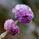 얼음왕국 이미지