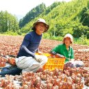 화천와송