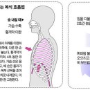 횡격막 강화하는 복식 호흡법 이미지