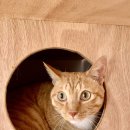 에어묘앤비 이미지