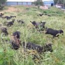 은행농장(염소) 이미지