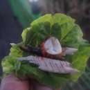 가시버시 민박 이미지