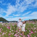 구)양보역 | 하동 레일바이크 타며 북천 코스모스 축제 즐겨보자