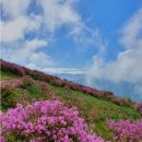 산행예고-지리산 바래봉 철쭉 이미지