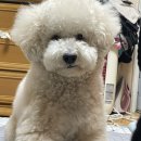 멍띠끄 | 천안 ‘멍띠끄’ 애견미용