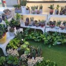 커피나무 꽃향기 이미지