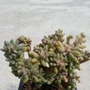 덕실네 Daum카페