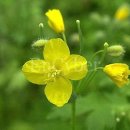 애기똥풀 이미지