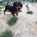 알로하도그 이미지