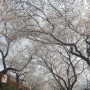 혜성펜션 | 2026 하동 벚꽃 축제 실시간 개화 상황: 쌍계사 십리벚꽃길 만개 및 주차 정보