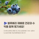 ㈜희망을심는나무 | 블루베리 수확시기와 관리법 알아보기