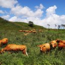 진부목장 이미지