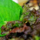 감포회직송 이미지