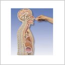 더미통상 이미지