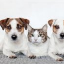 고려동물약품 이미지