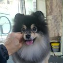 그루밍 캐나다 네이버블로그