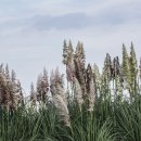 헤이메르 이미지